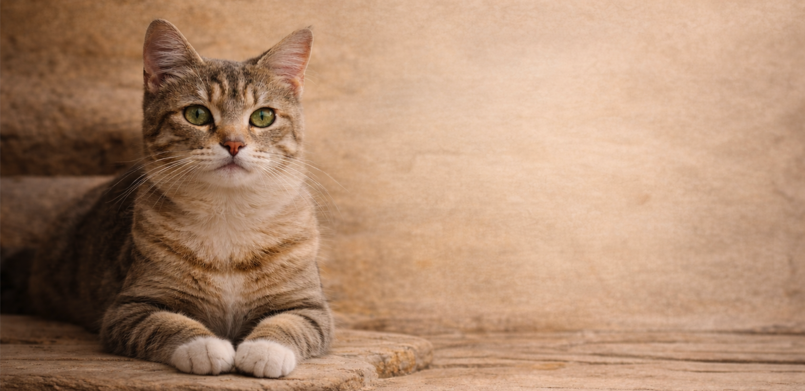 Captura de pantalla 2026-03-06 a las 11.14.00